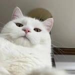 Iván Domínguez avatar